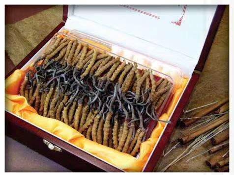 依安冬虫夏草回收